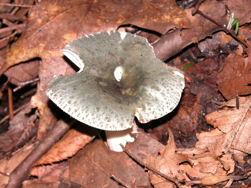  Image name: Russula_virescens.jpg 
 width: 800 pixel 
 height: 600 pixel 
 Size: 112387 bytes 
 Click to enlarge 